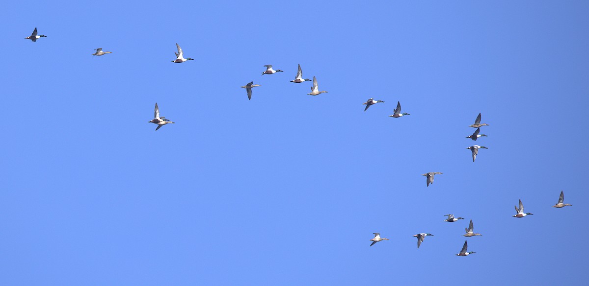 lžičák pestrý - ML646149845