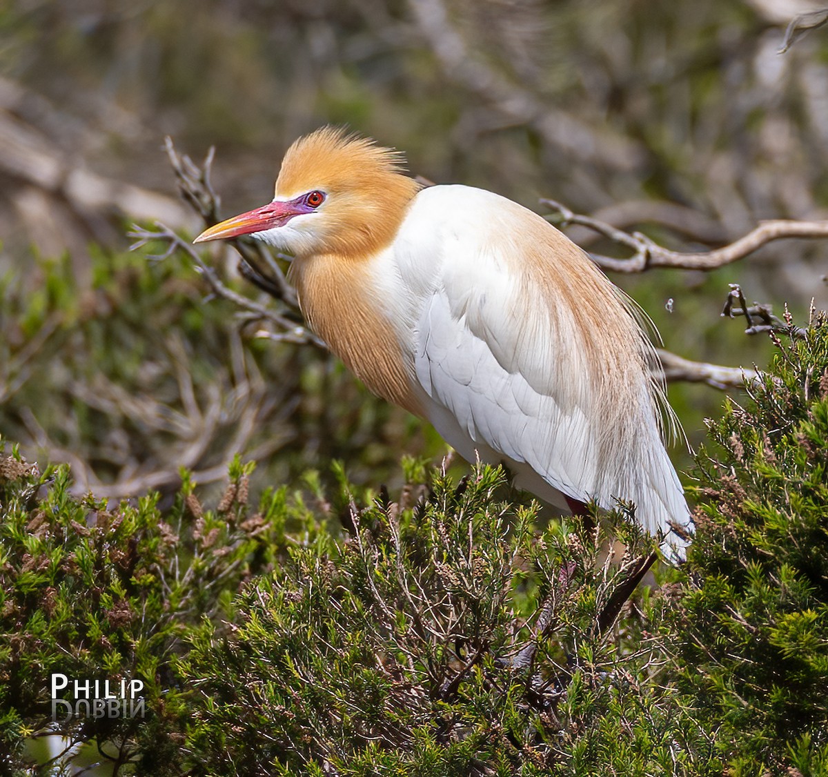 Eastern Cattle-Egret - ML646149846