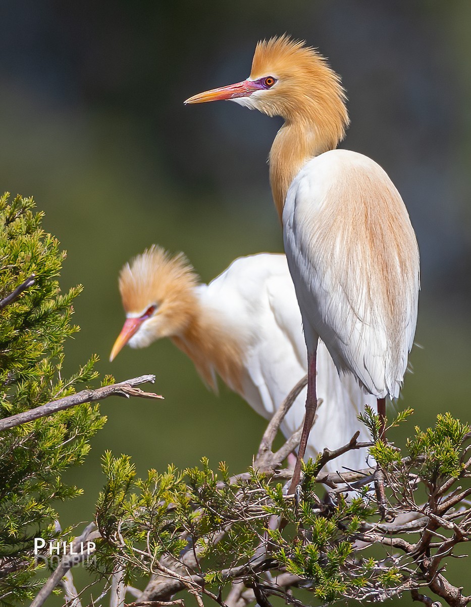 Eastern Cattle-Egret - ML646149847