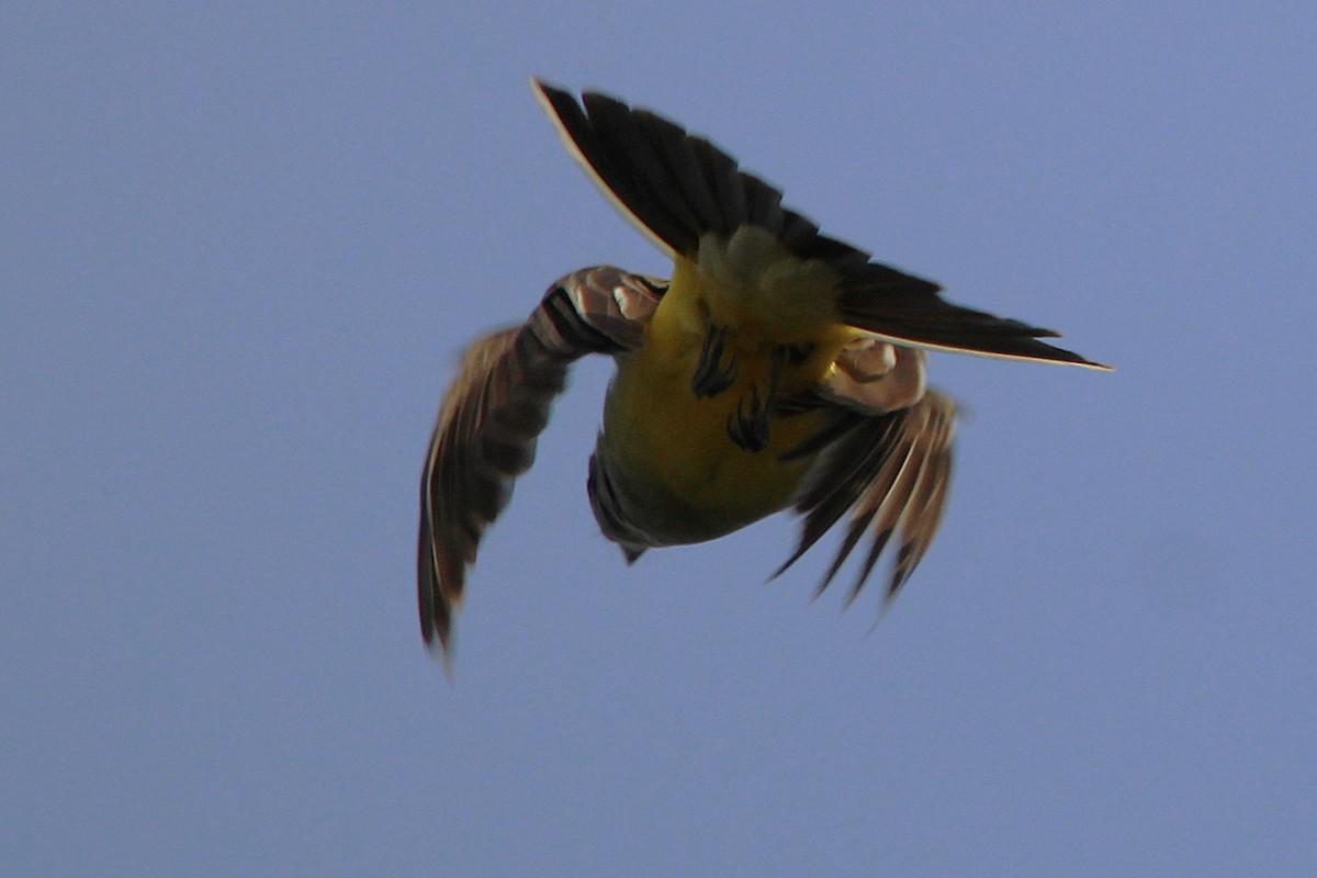 Western Kingbird - ML646149849
