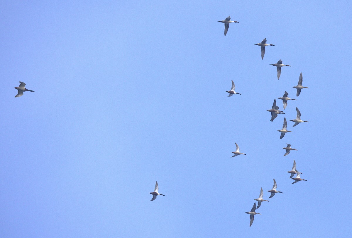 hvízdák americký - ML646149853