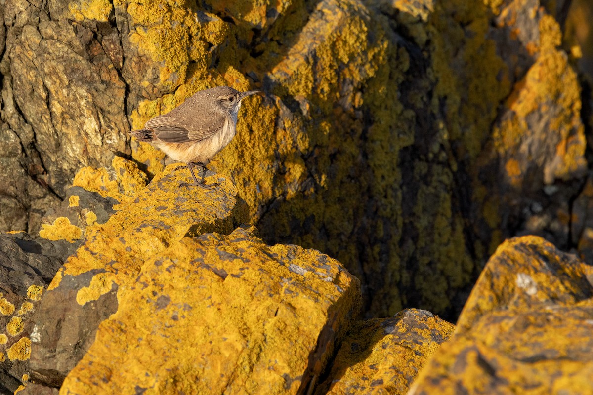 Rock Wren - ML646149854