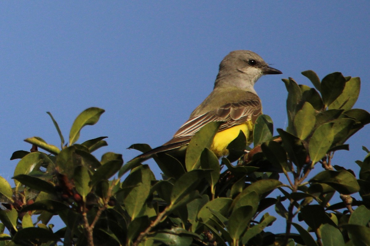 Western Kingbird - ML646149856