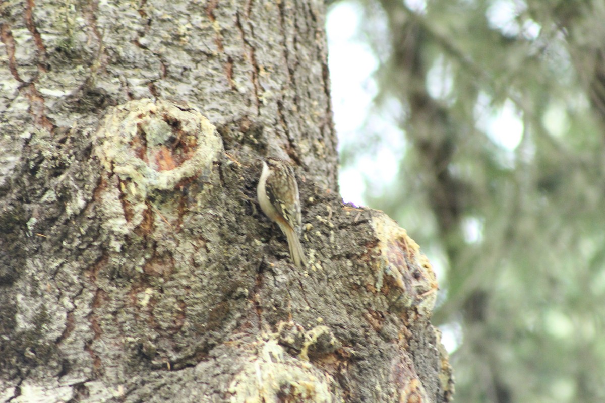 Brown Creeper - ML646149860