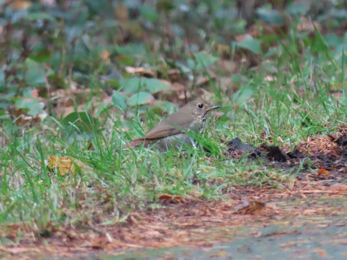 Hermit Thrush - ML646149862