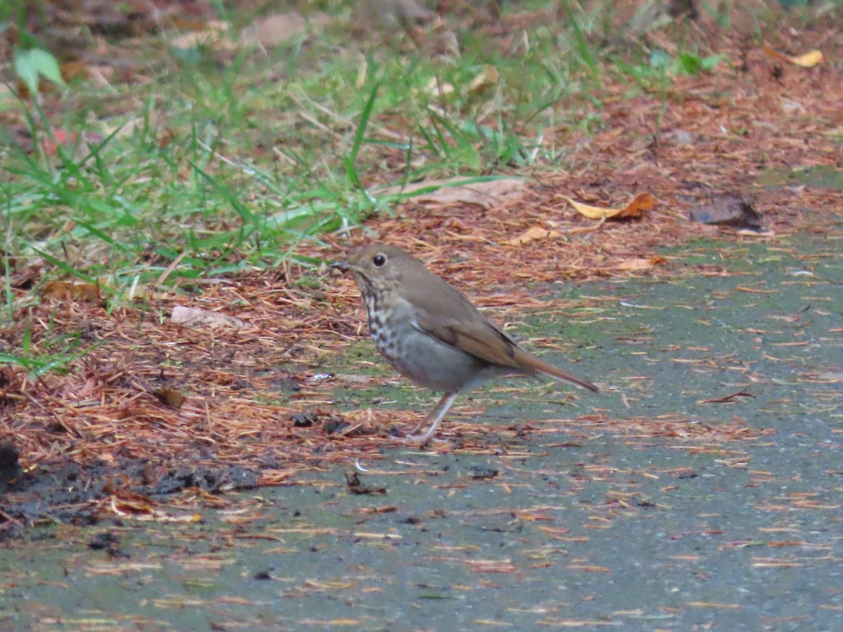 Hermit Thrush - ML646149863