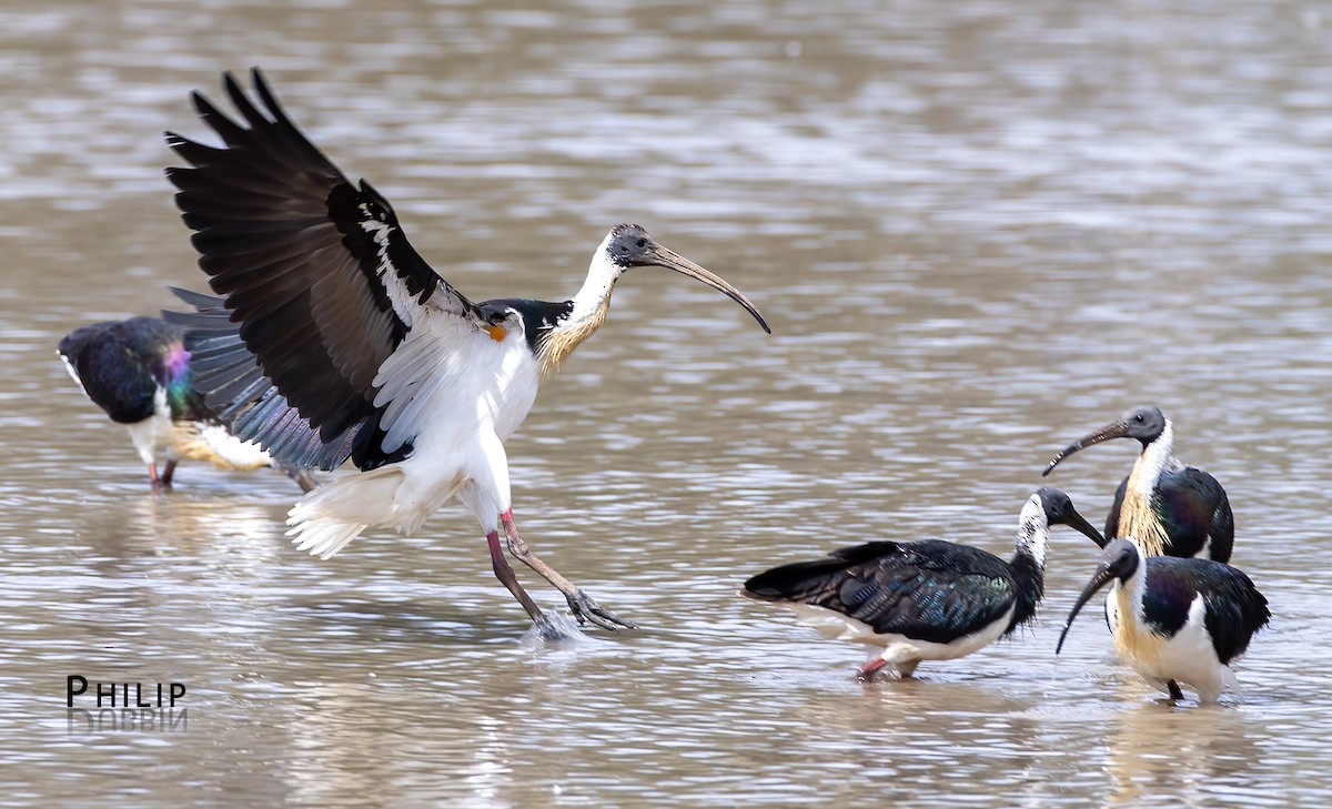 Straw-necked Ibis - ML646149865
