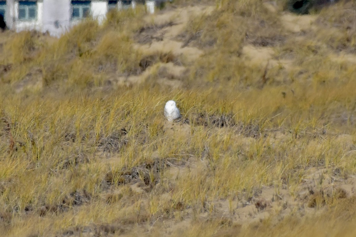 Snowy Owl - ML646149866
