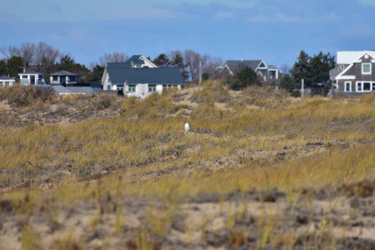 Snowy Owl - ML646149868