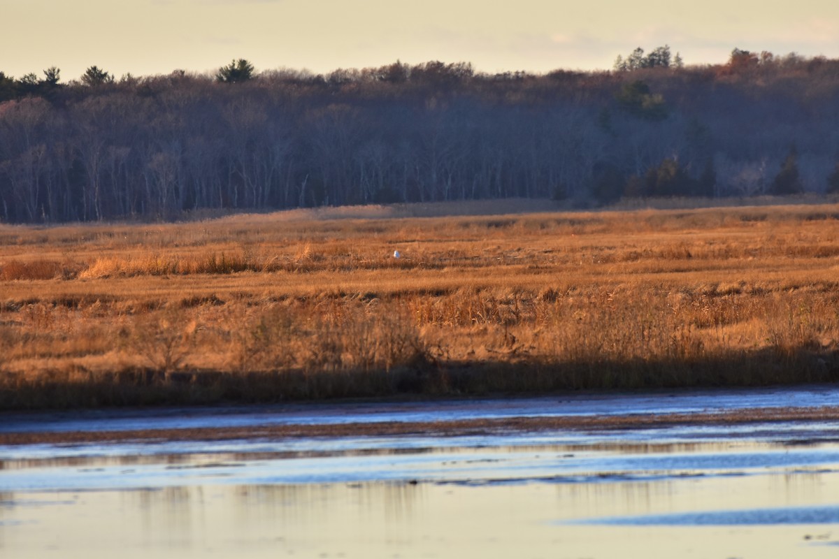 Snowy Owl - ML646149869