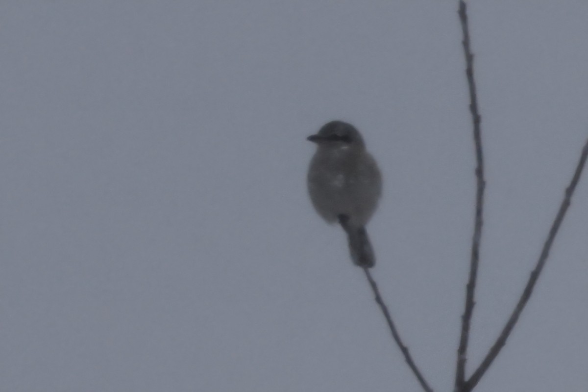 Northern Shrike - ML646149873