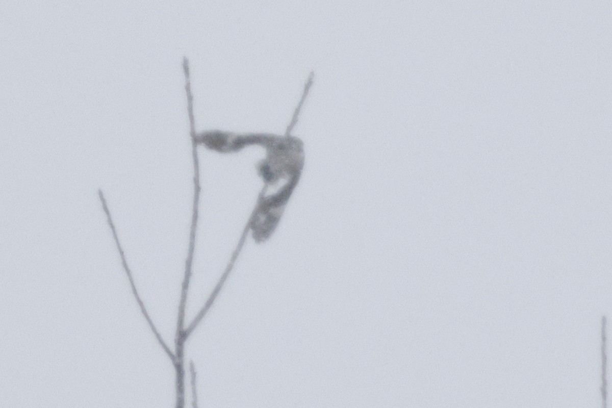 Northern Shrike - ML646149874