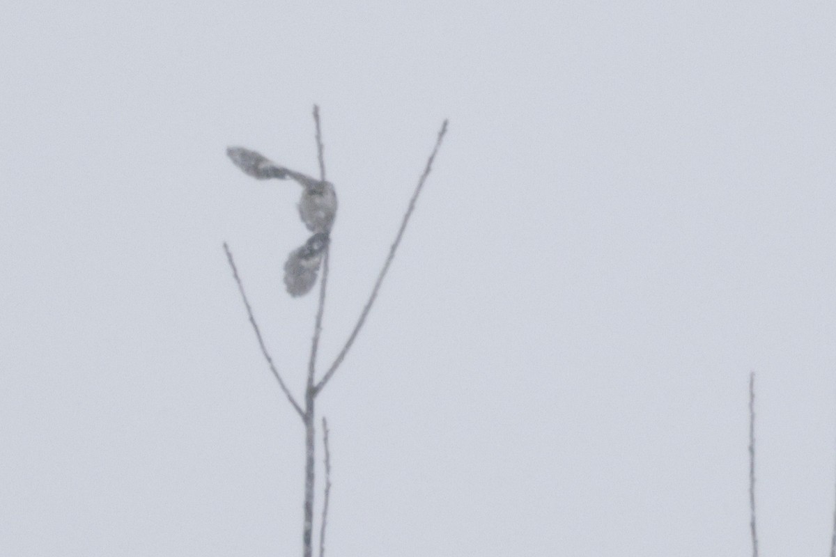Northern Shrike - ML646149875