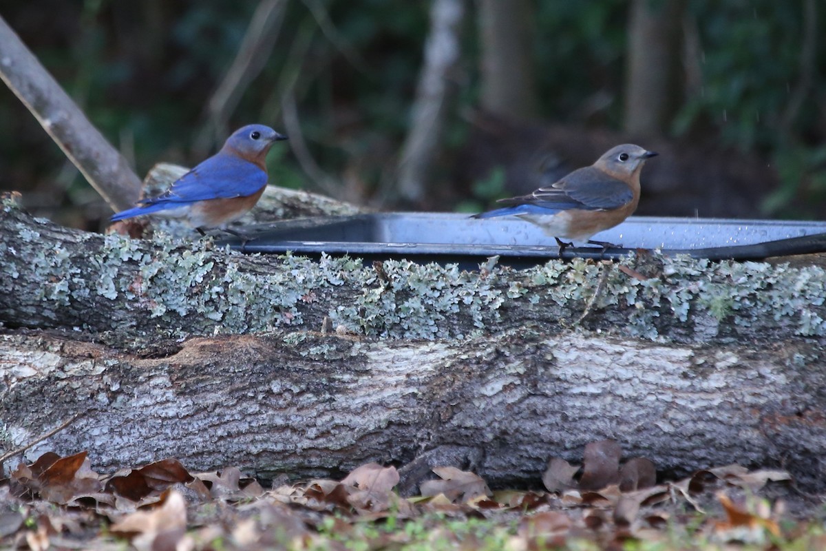 Eastern Bluebird - ML646149876