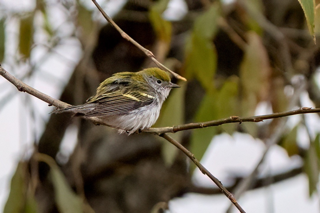 Chestnut-sided Warbler - ML646149877