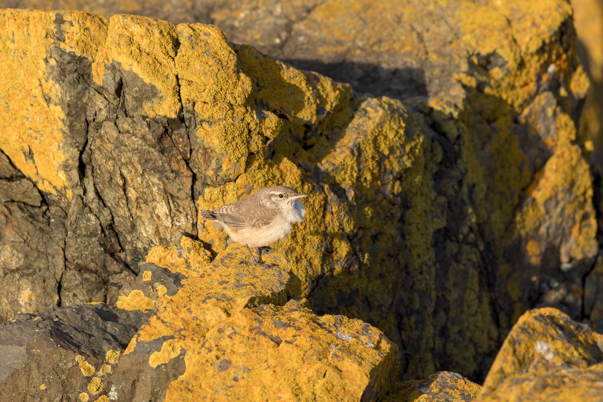 Rock Wren - ML646149878
