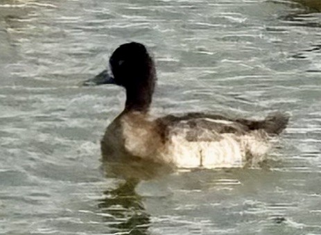 Lesser Scaup - ML646149880