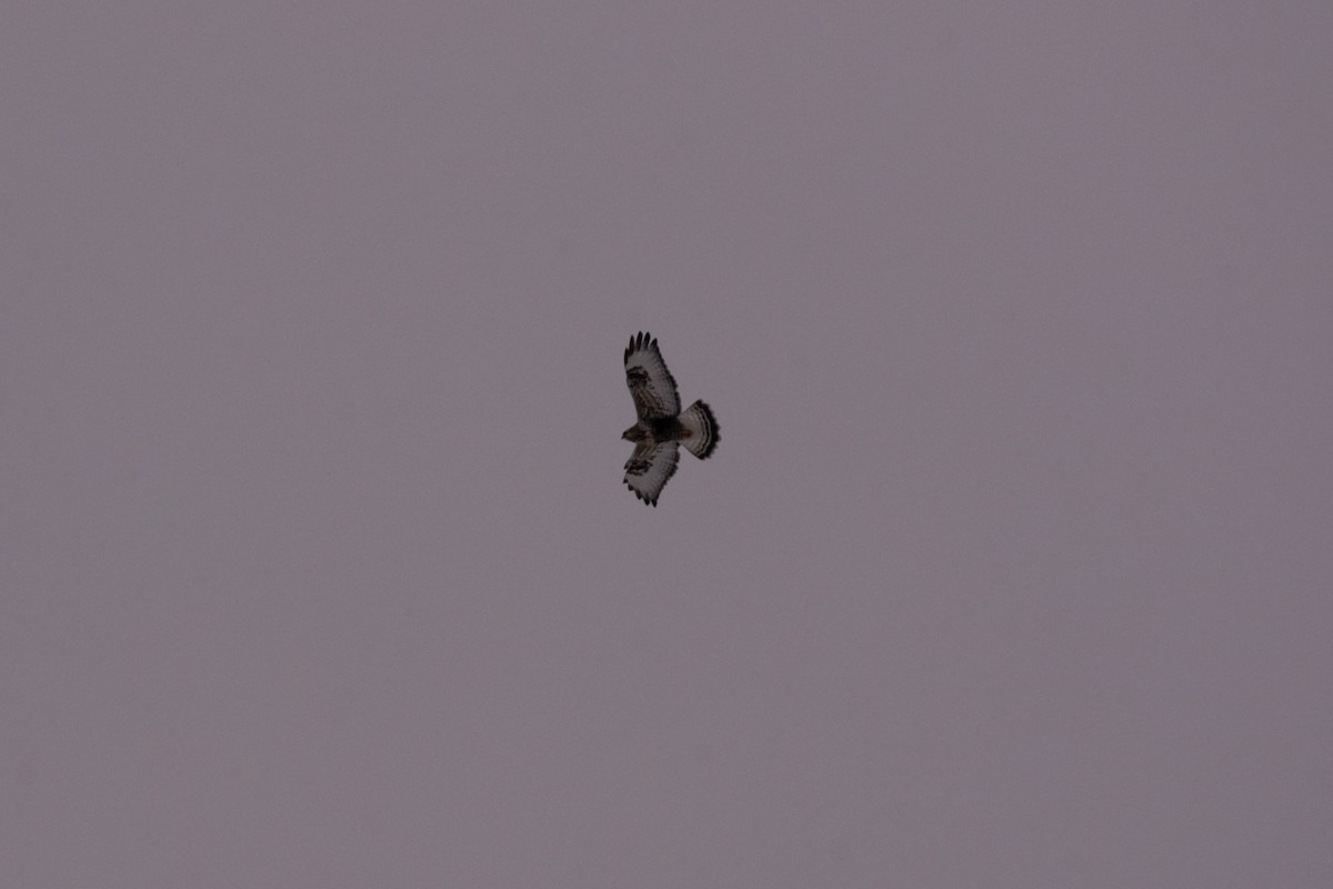 Busardo Calzado - ML646149895