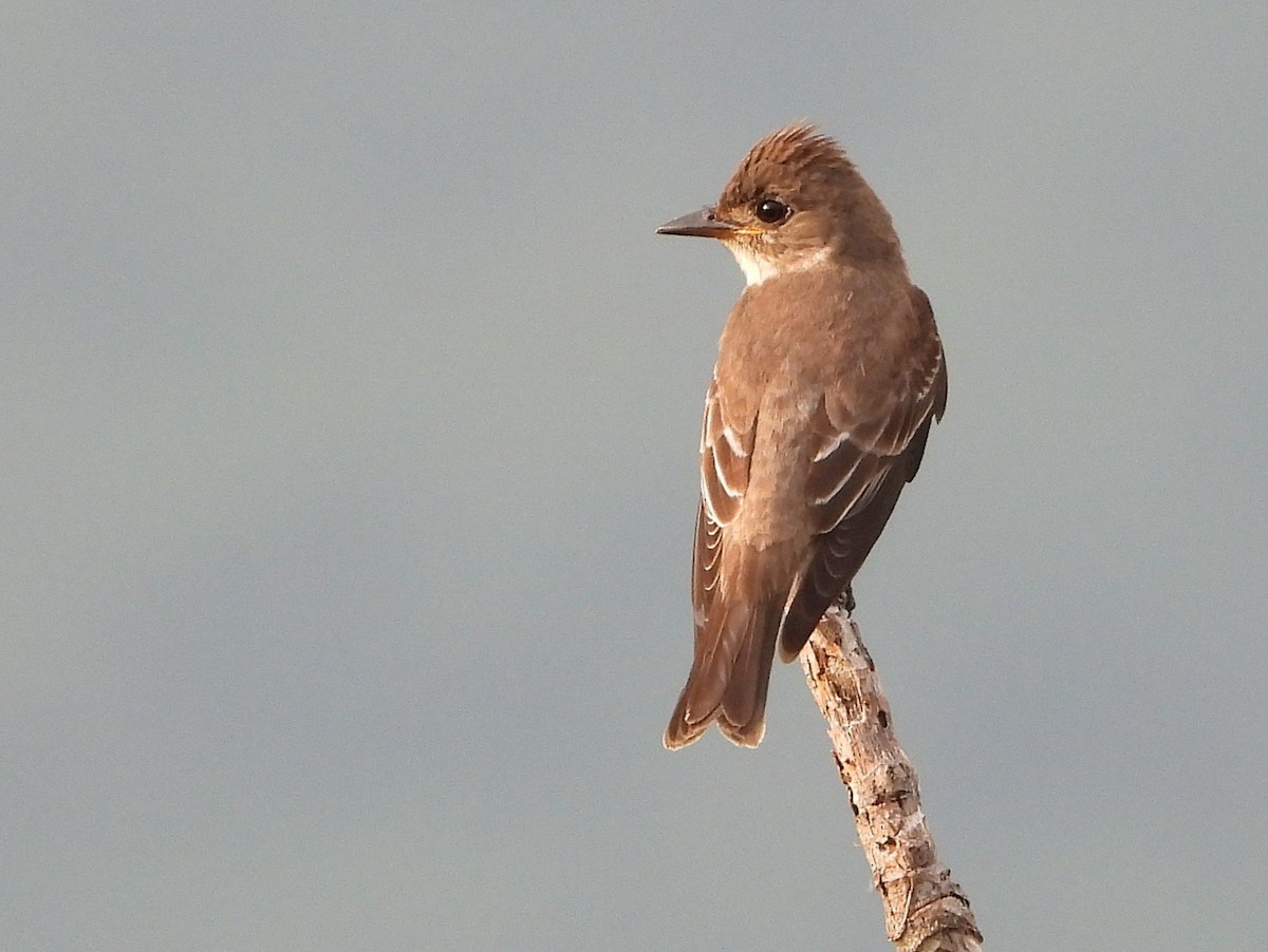 Olive-sided Flycatcher - ML646149896