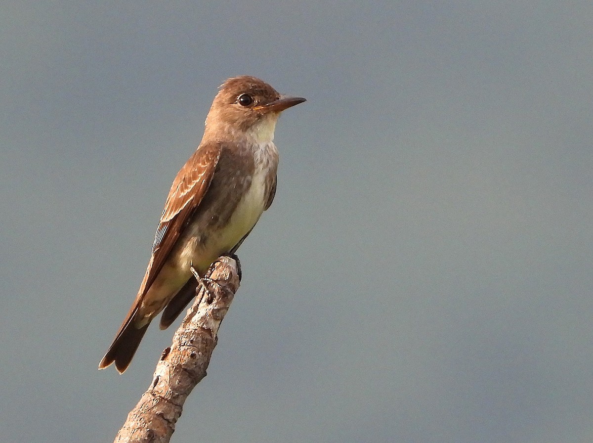 Olive-sided Flycatcher - ML646149897