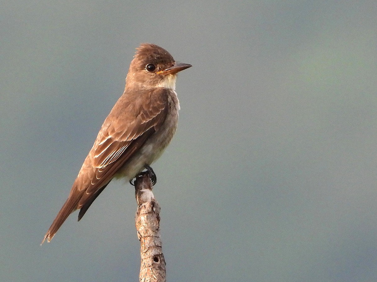Olive-sided Flycatcher - ML646149898