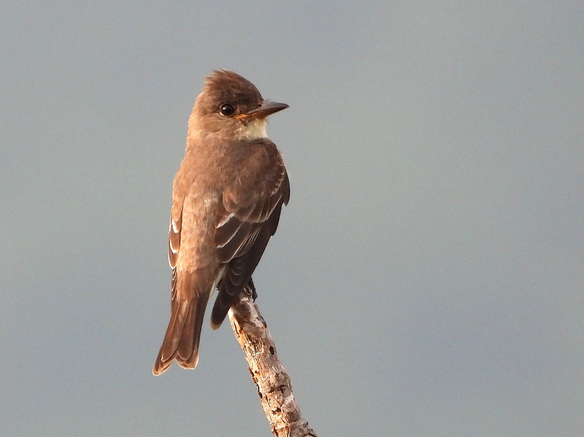 Olive-sided Flycatcher - ML646149899