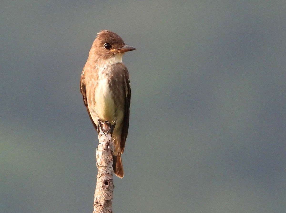 Olive-sided Flycatcher - ML646149900