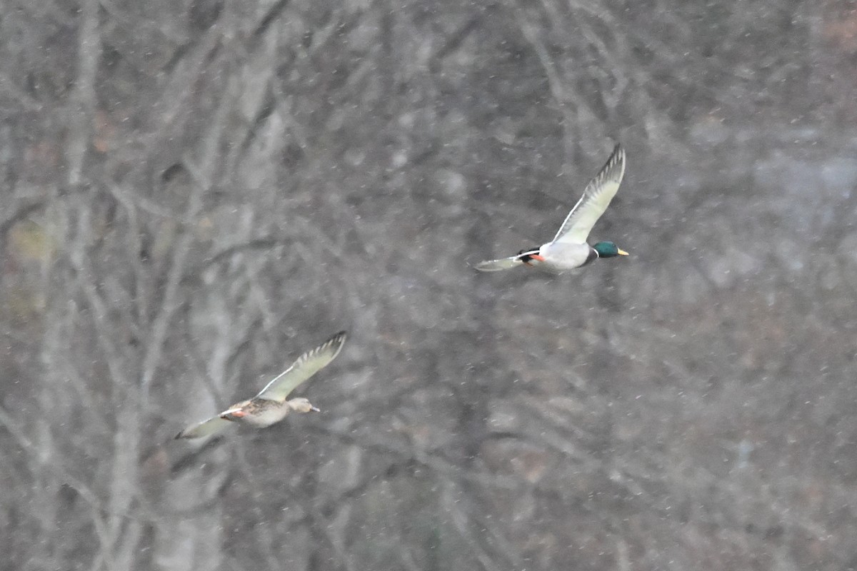 Mallard - ML646149901