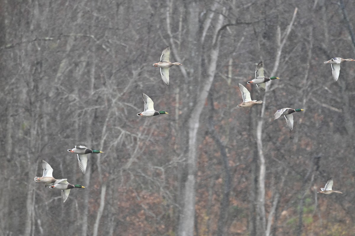 Mallard - ML646149902