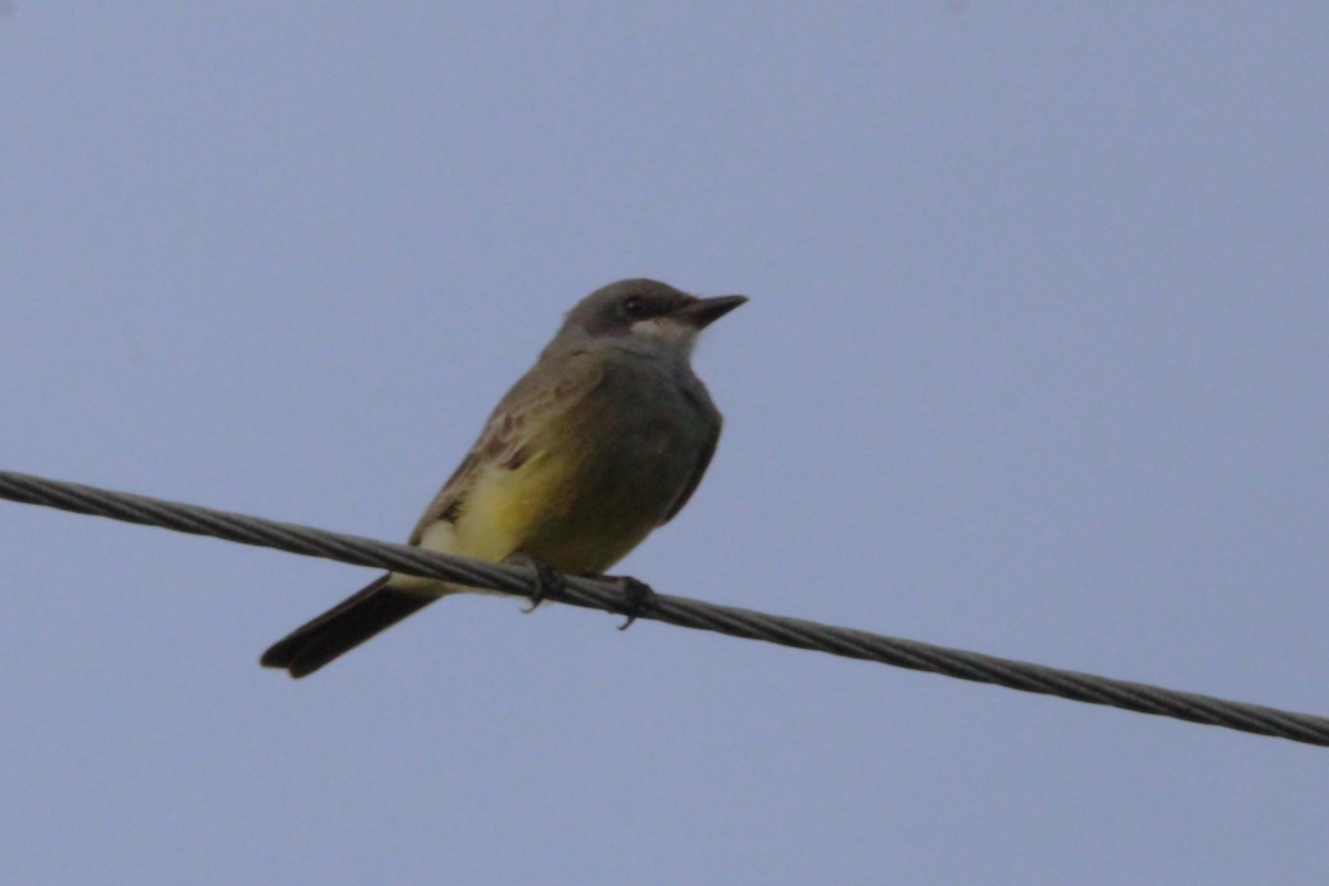 Cassin's Kingbird - ML646149913