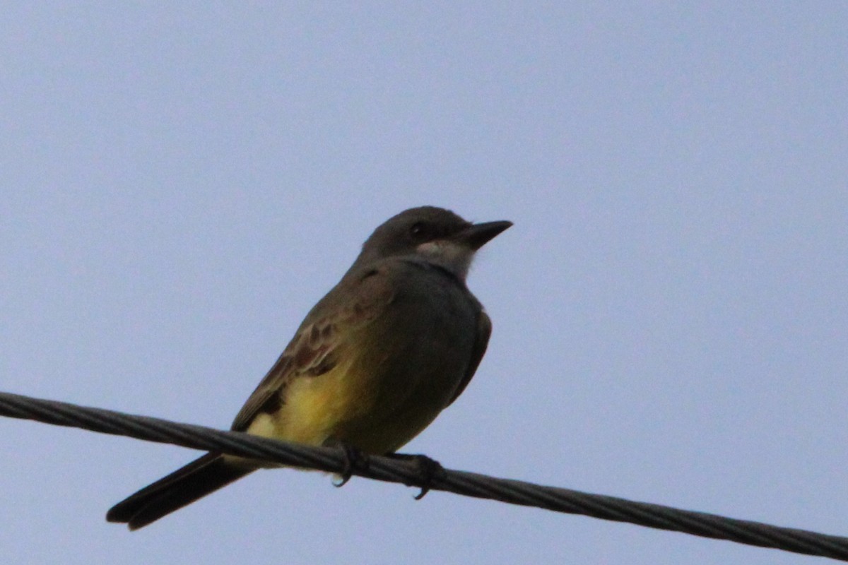 Cassin's Kingbird - ML646149914