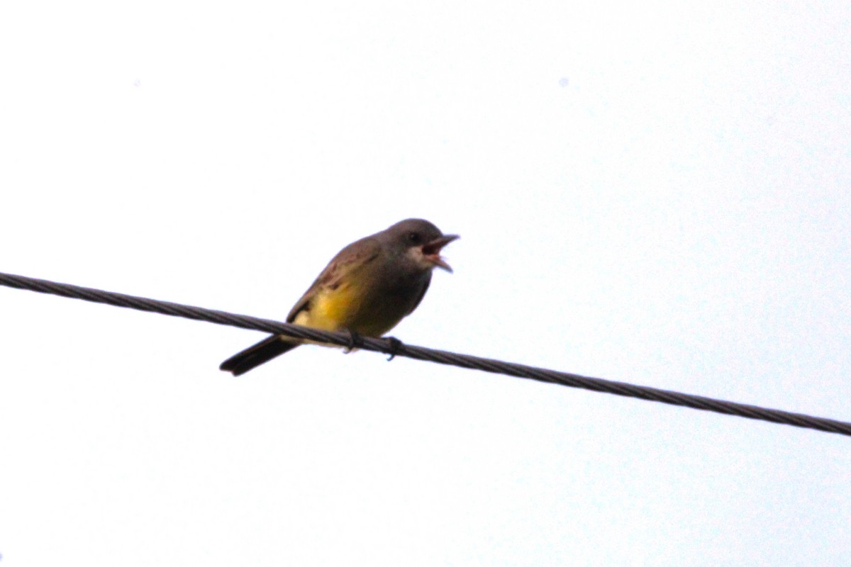 Cassin's Kingbird - ML646149915