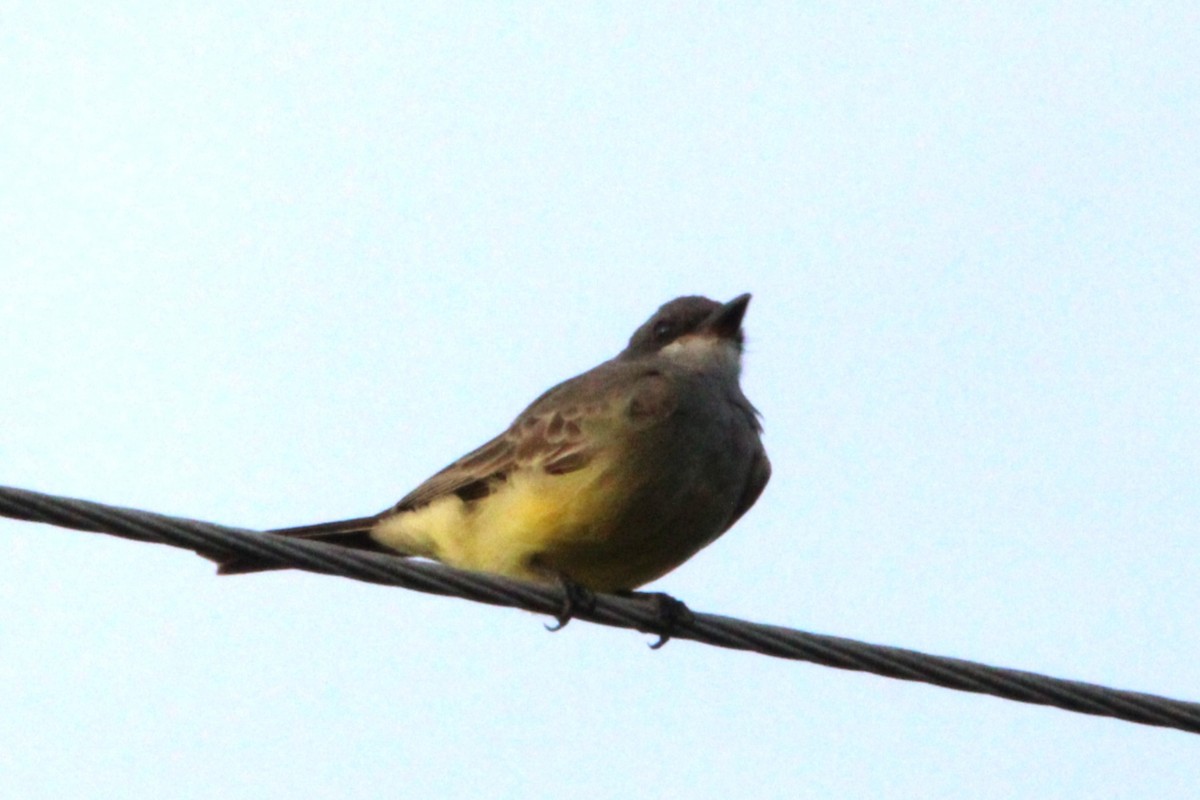 Cassin's Kingbird - ML646149916