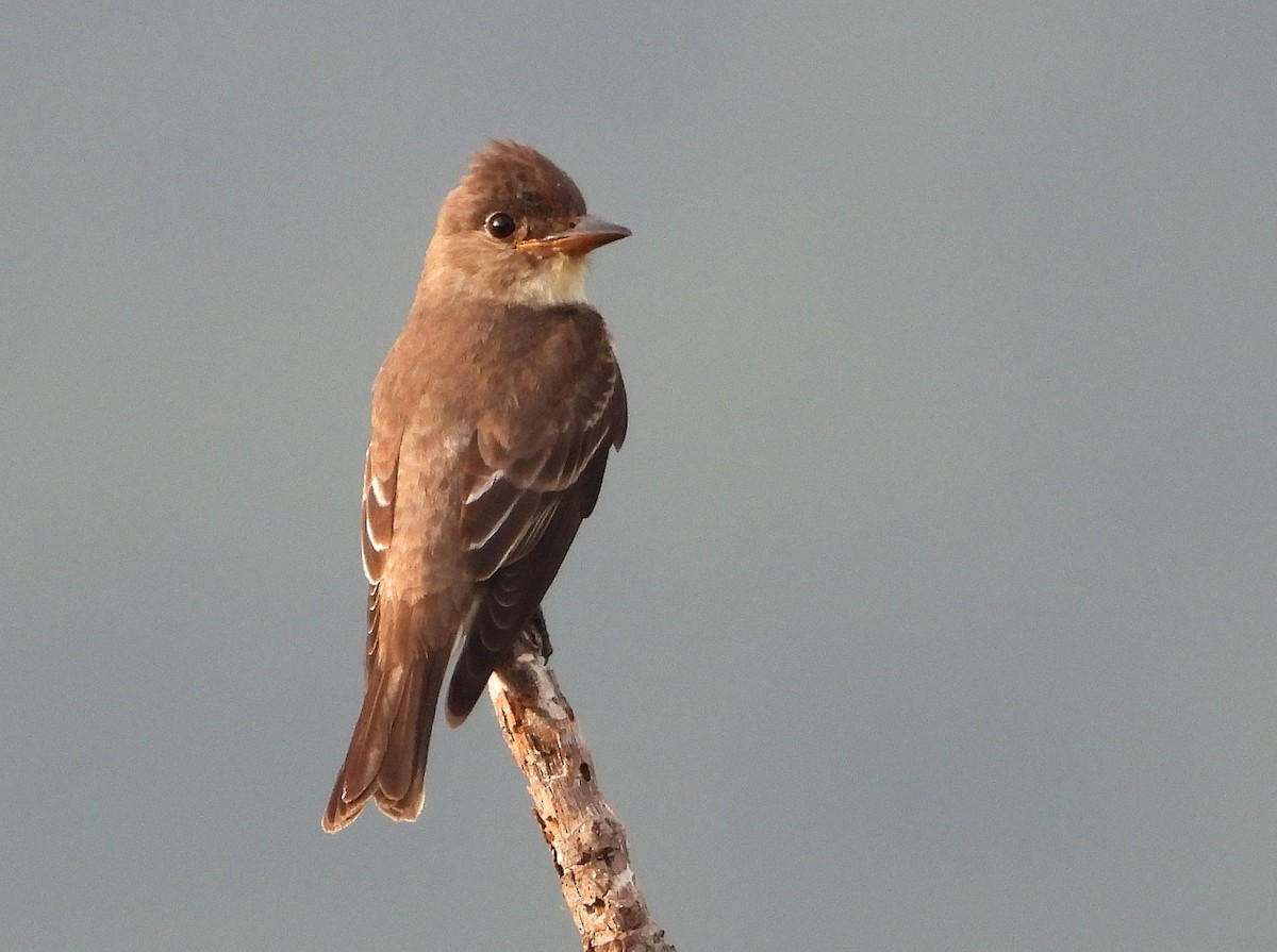Olive-sided Flycatcher - ML646149918