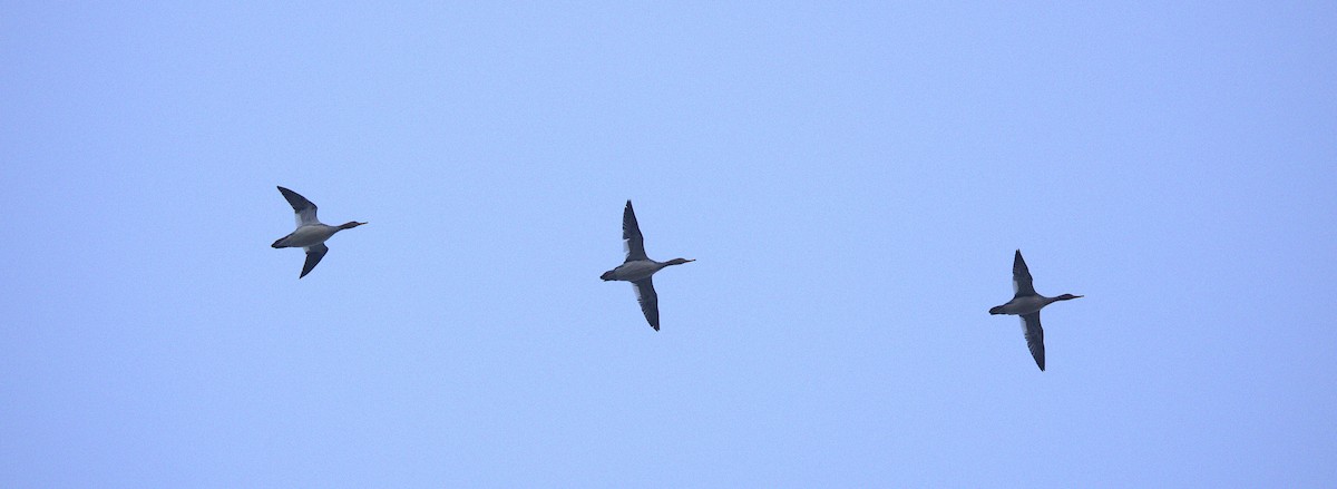 Red-breasted Merganser - ML646149922