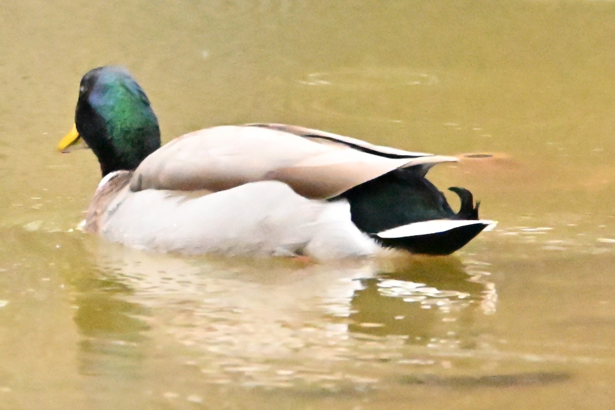 Mallard - ML646149925
