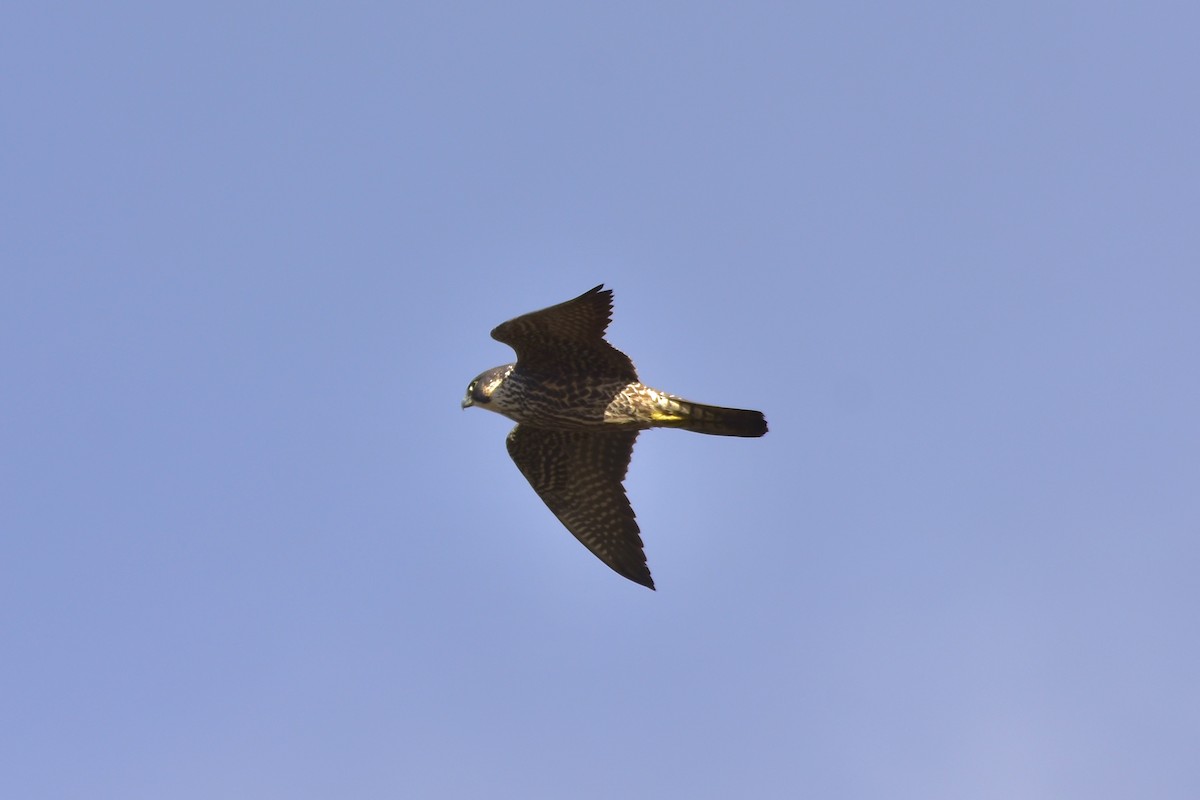 Peregrine Falcon - ML646149926