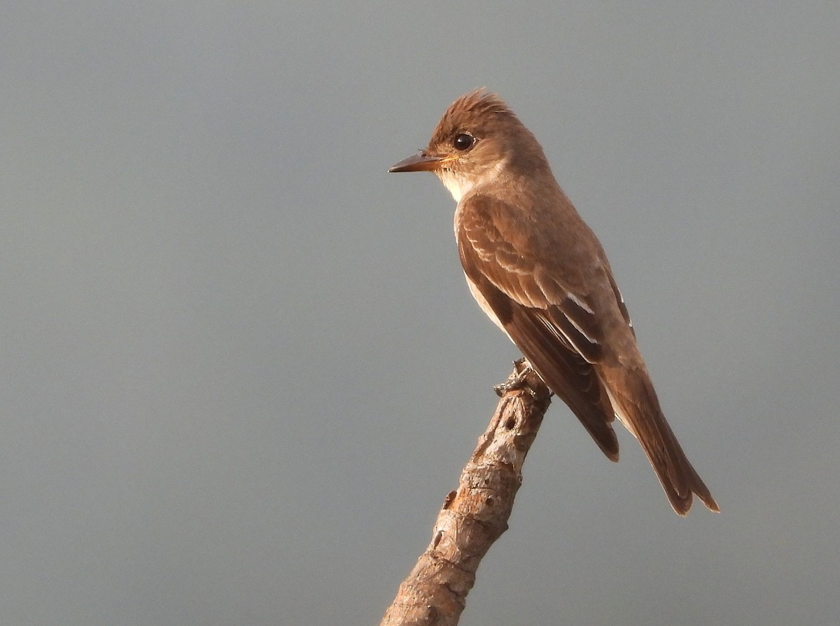 Olive-sided Flycatcher - ML646149927