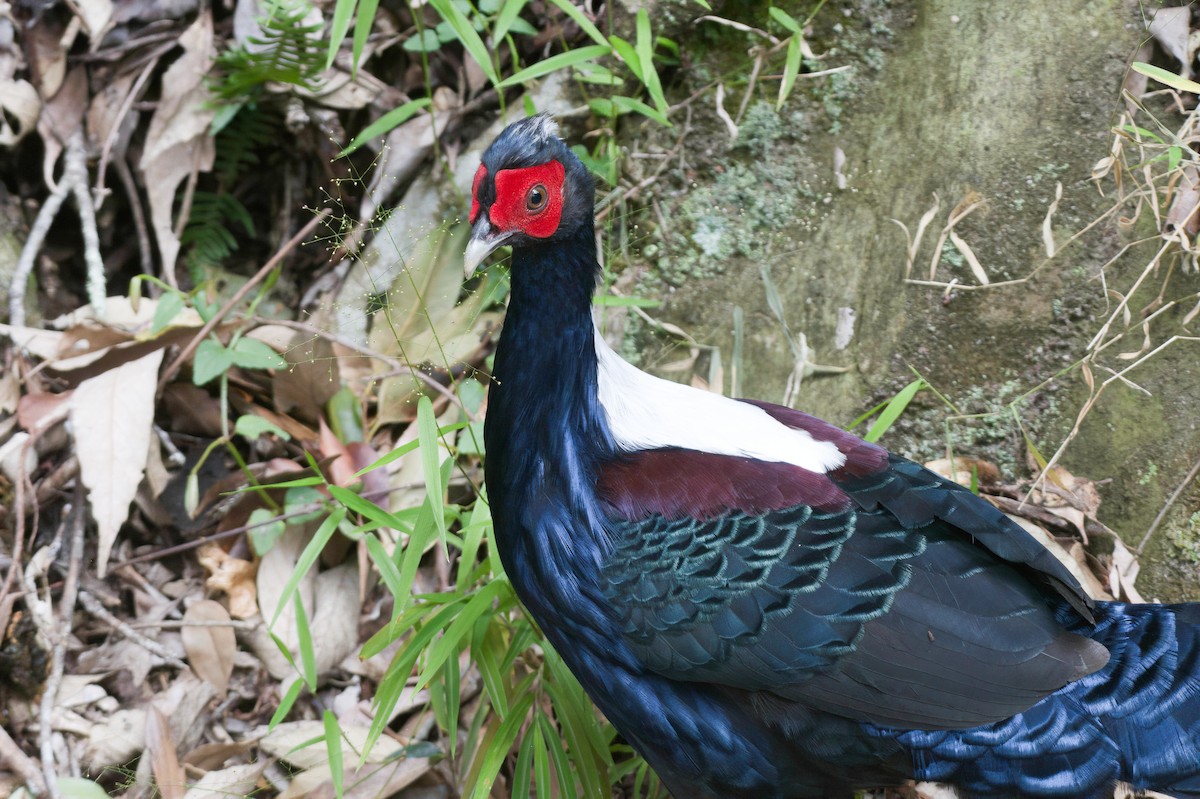 サンケイ - ML646149929