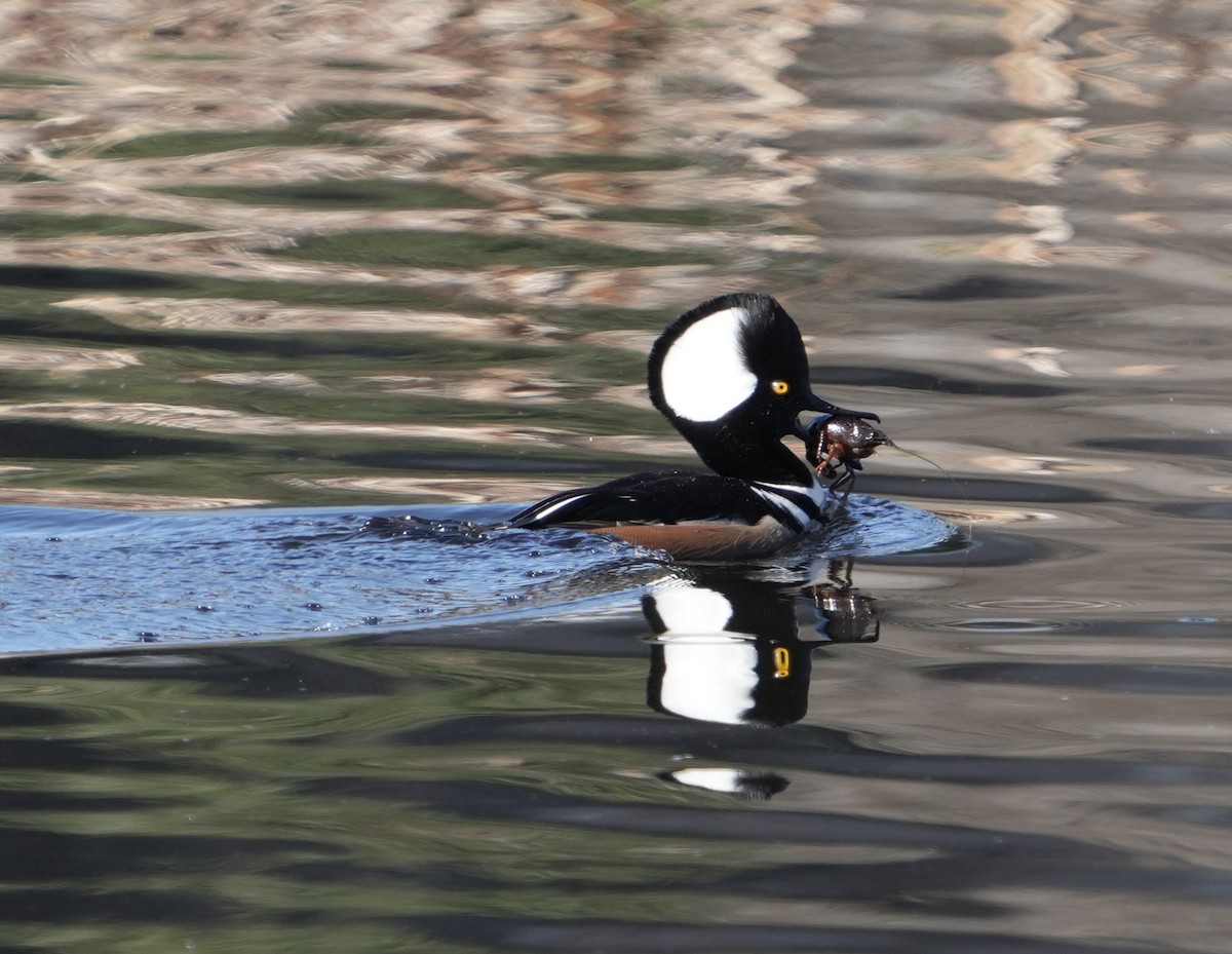 Hooded Merganser - ML646149931