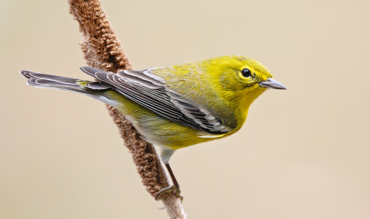 Pine Warbler - ML646149933