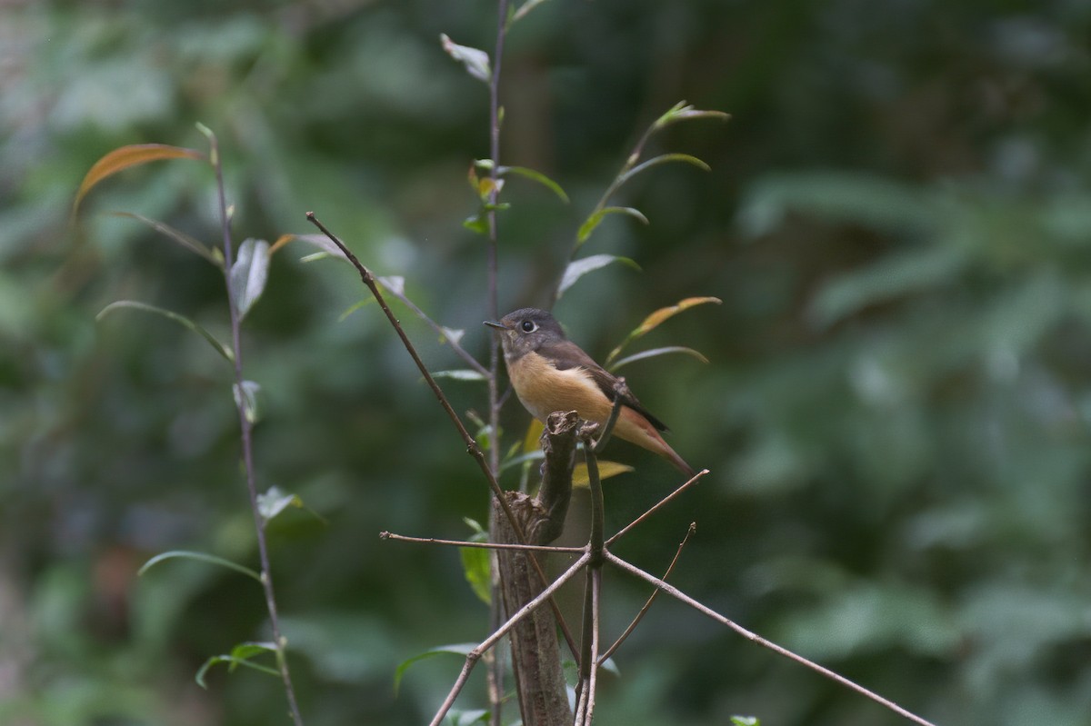 Ferruginous Flycatcher - ML646149934