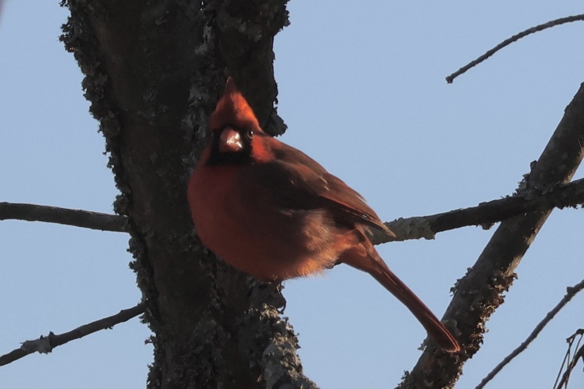 Northern Cardinal - ML646149935