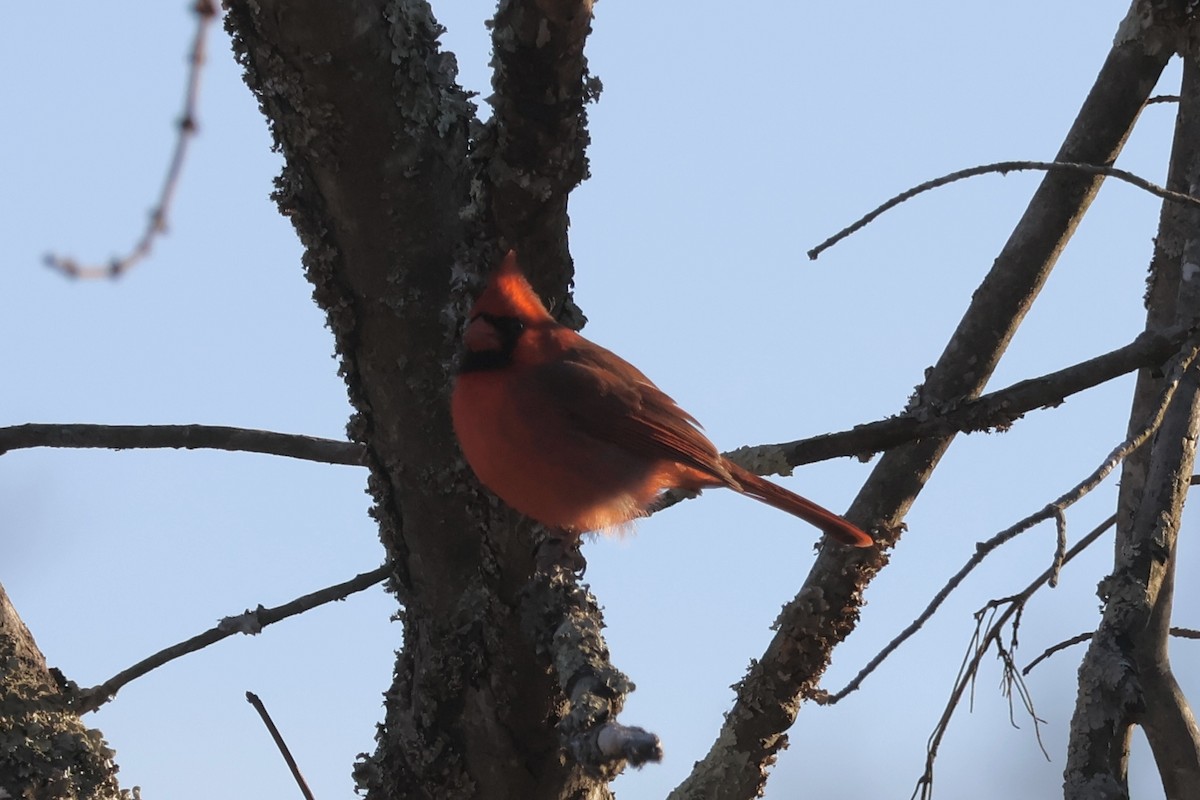 Northern Cardinal - ML646149936