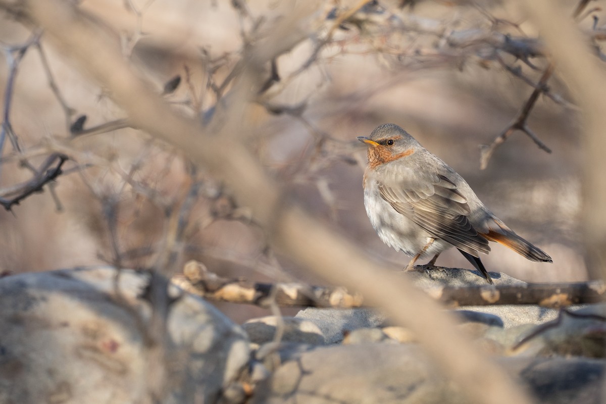 Red-throated Thrush - ML646149937