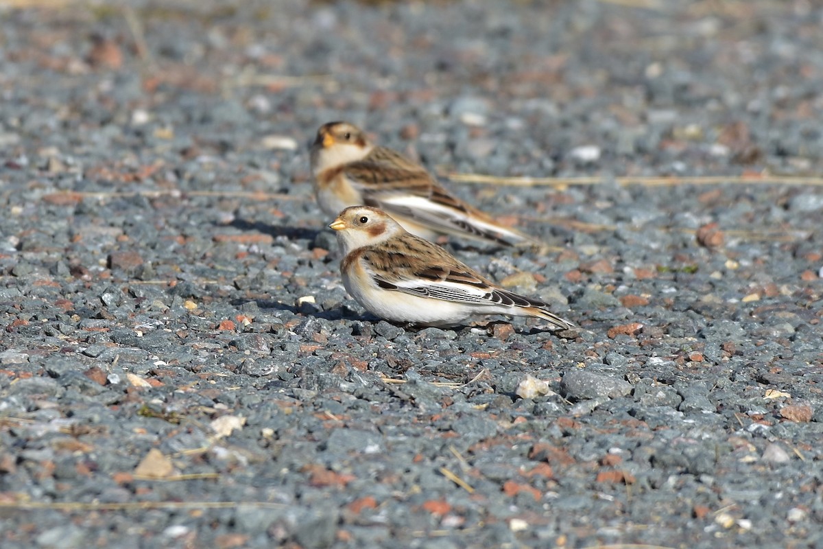 Snow Bunting - ML646149940