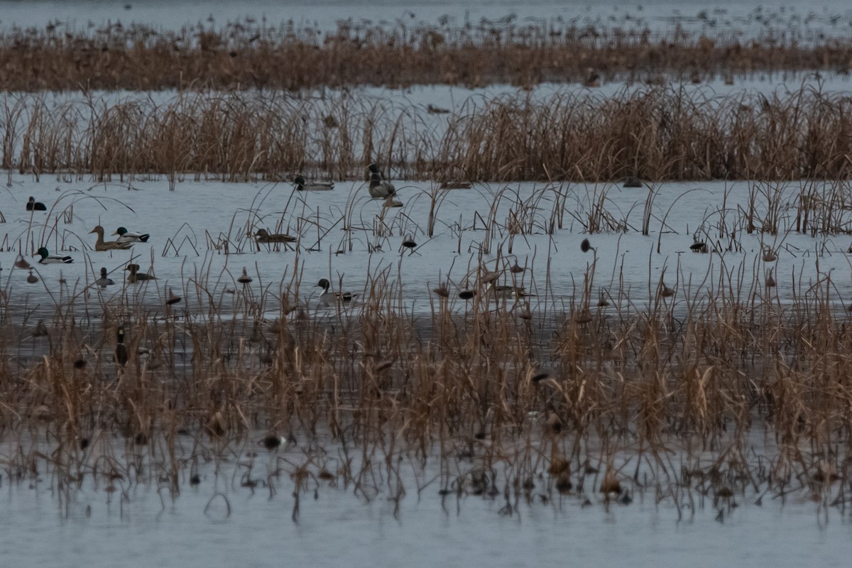 Ánade Rabudo - ML646149941