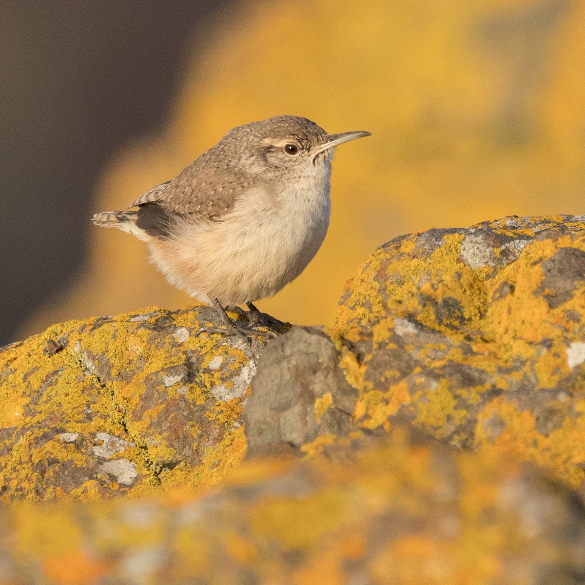 Rock Wren - ML646149943