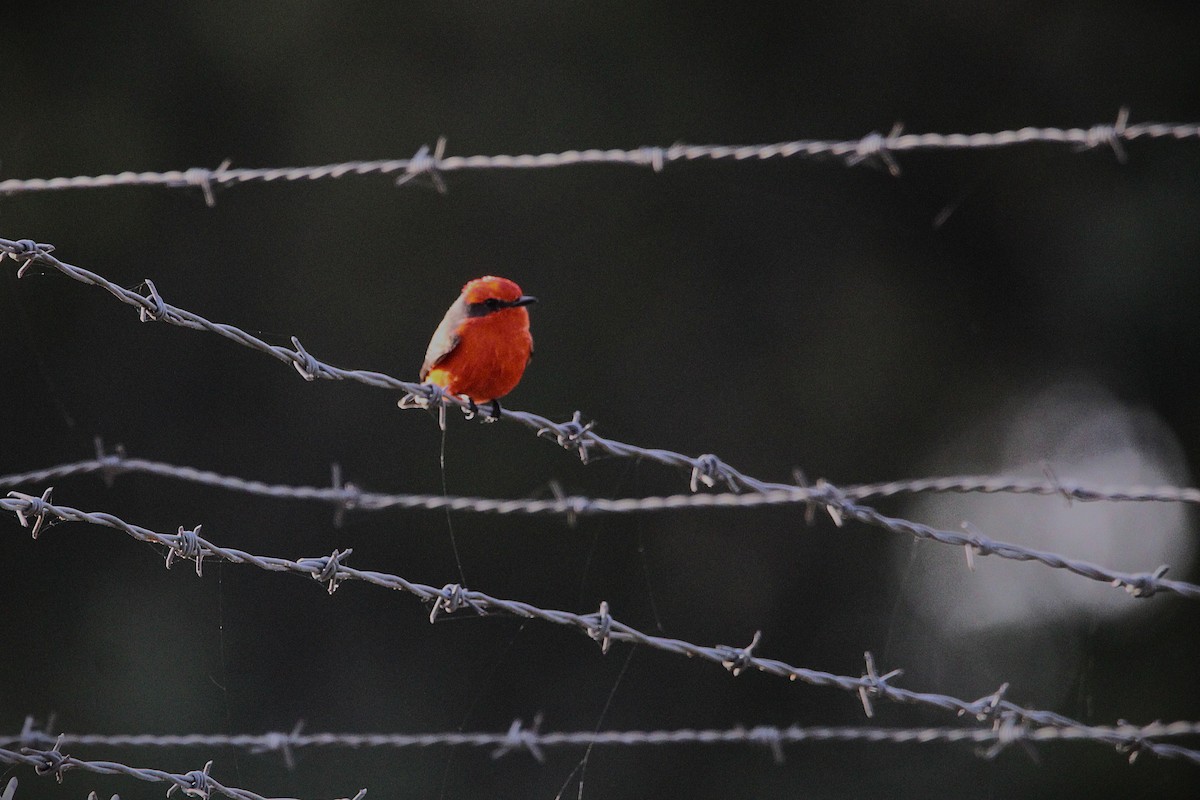 Vermilion Flycatcher - ML646149947