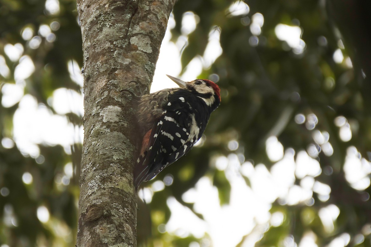 オオアカゲラ（亜種 オオアカゲラ/エゾオオアカゲラ／ナミエオオアカゲラ） - ML646149950